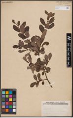 Foto von Salix aurita L.